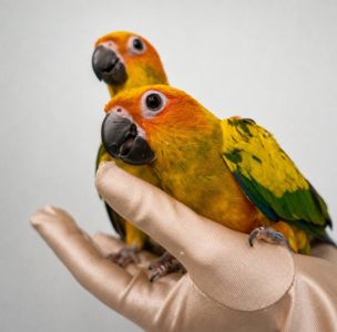 Солнечная аратинга ручные малыши с документами и ДНКестами, говорящий попугай, солнечный попугай