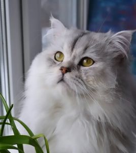 Серебристая шиншила