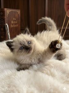 Серебристая шиншила