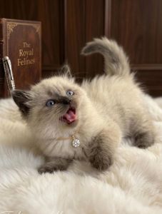 Серебристая шиншила