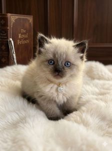 Серебристая шиншила