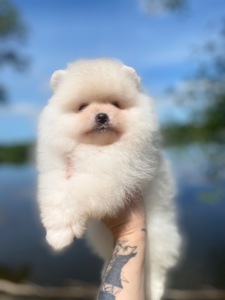 Хлопчик ведмедик
