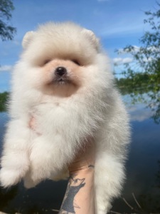 Хлопчик ведмедик