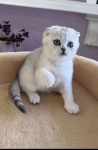 Шотландський висловухий котик.Срібна шиншилла.Київ
