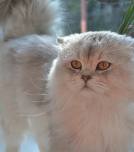 Серебристая шиншила