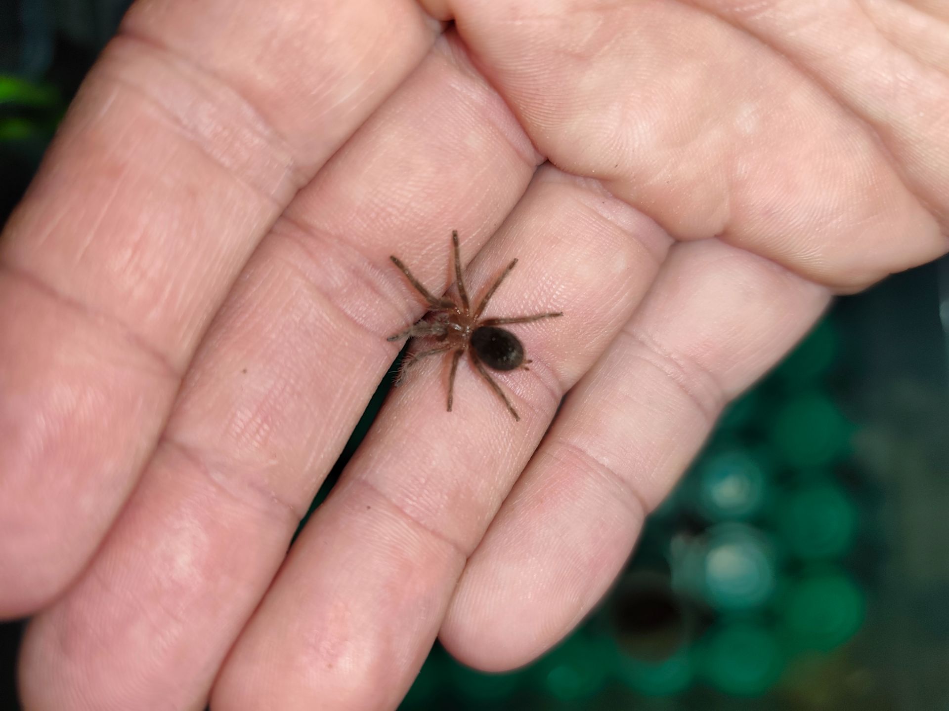 Паук-птицеед малыши Grammostola pulchra (Граммостола Пульхра) L2-3