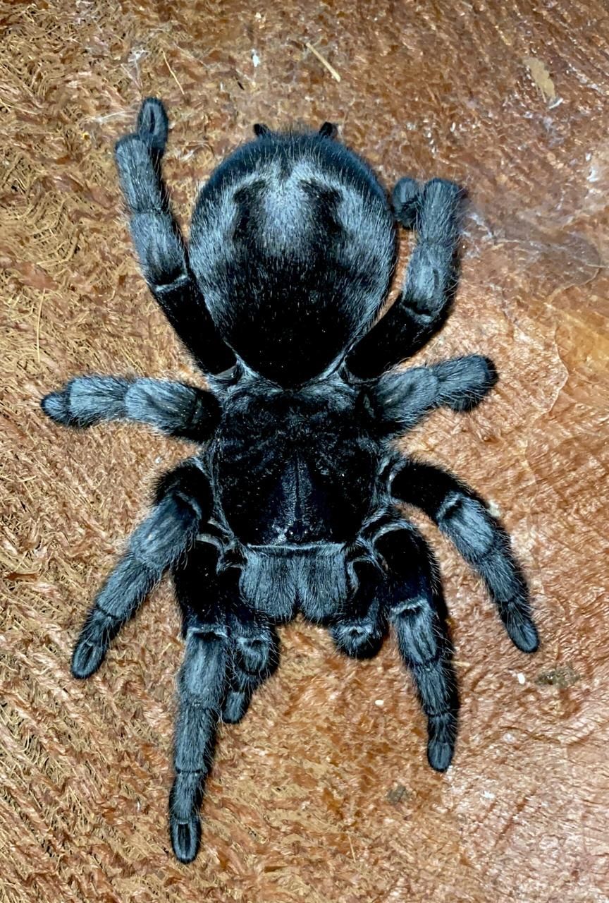 Паук-птицеед малыши Grammostola pulchra (Граммостола Пульхра) L2-3