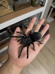 Паук-птицеед малыши Grammostola pulchra (Граммостола Пульхра) L2-3