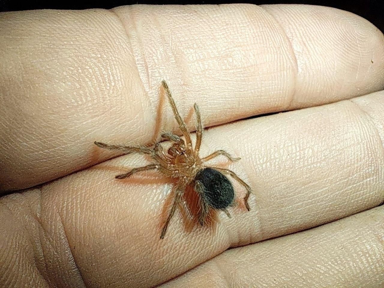 Паук-птицеед малыши Grammostola pulchra (Граммостола Пульхра) L2-3