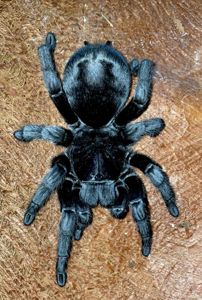 Паук-птицеед малыши Grammostola pulchra (Граммостола Пульхра) L2-3