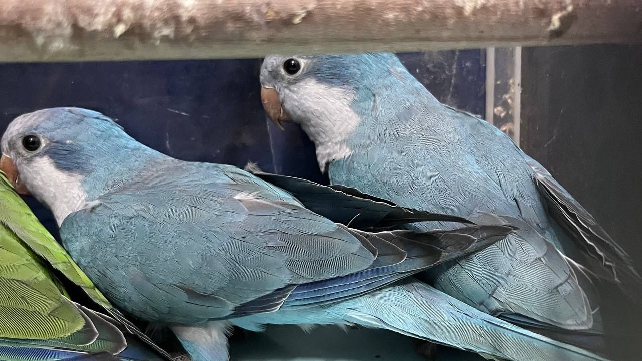 Монах, каліта, квакер пташенята