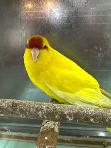 Какаріки молоді папуги