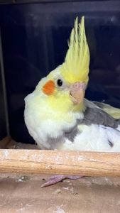 Корелла пташенята молодесенькі
