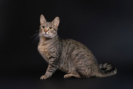 Хелла