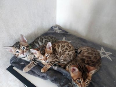 Кошенята бенгальської породи