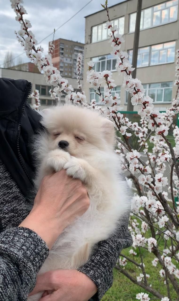 Чудова дівчинка