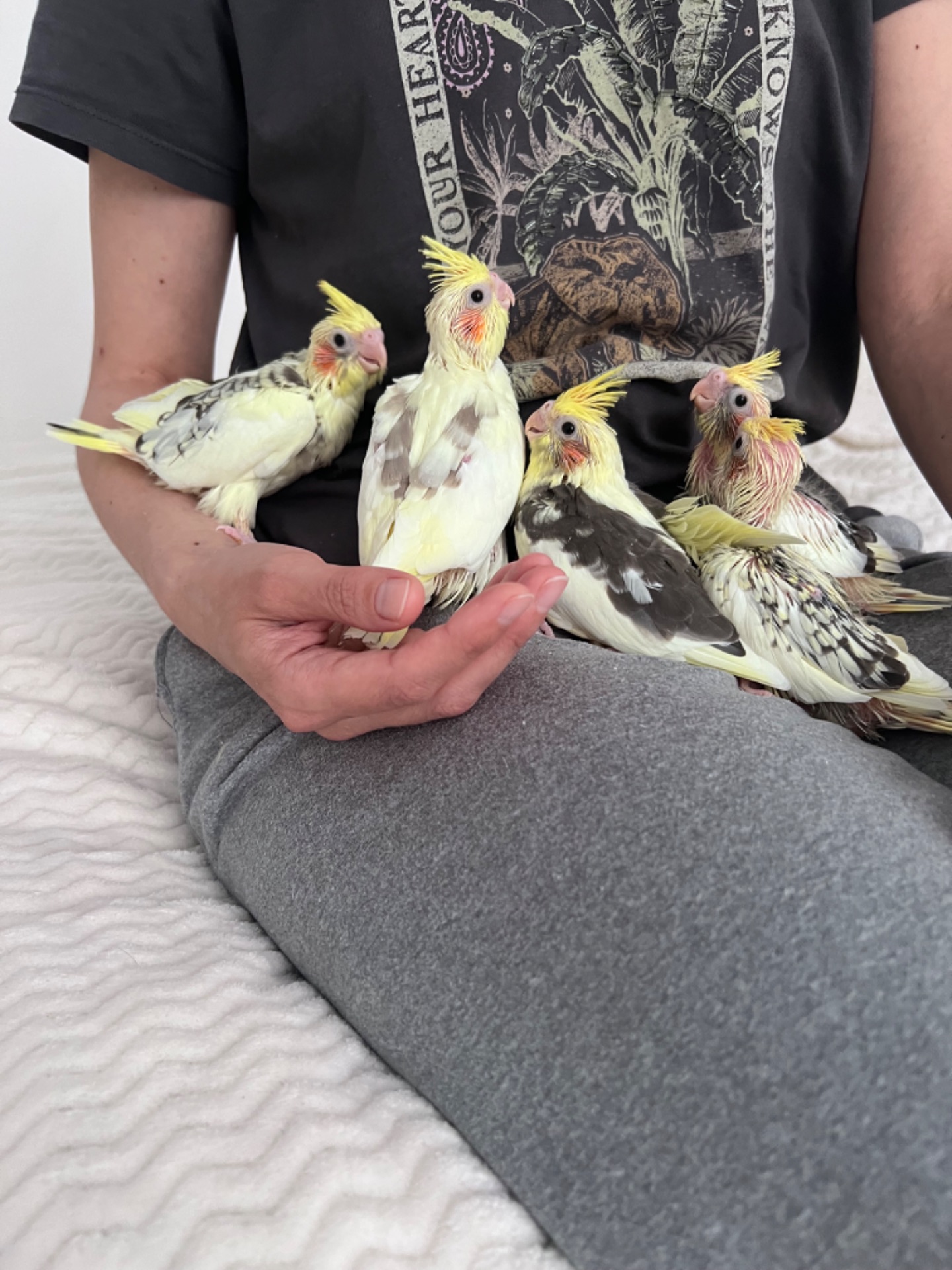 Пташенята Корели