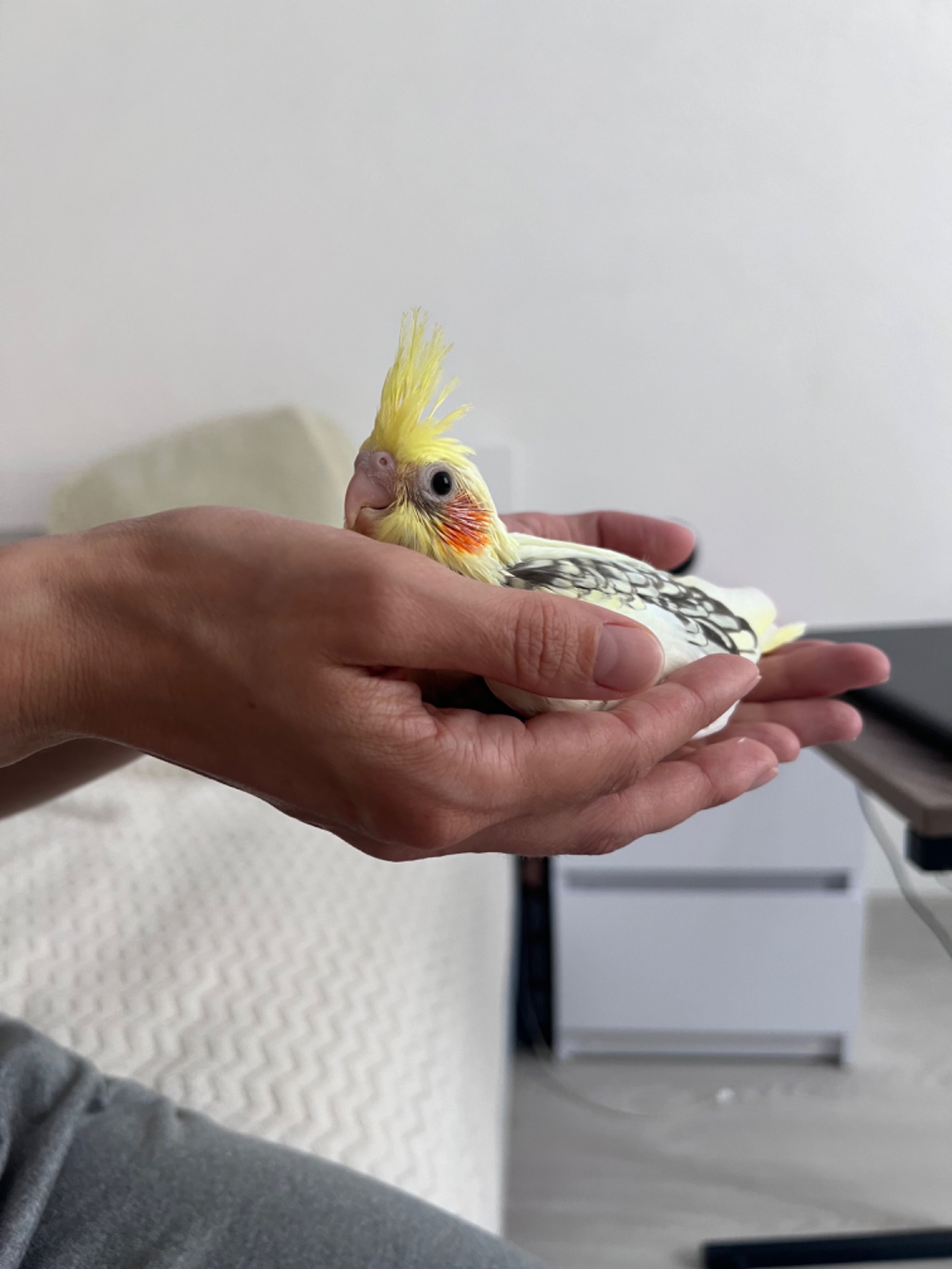 Пташенята Корели
