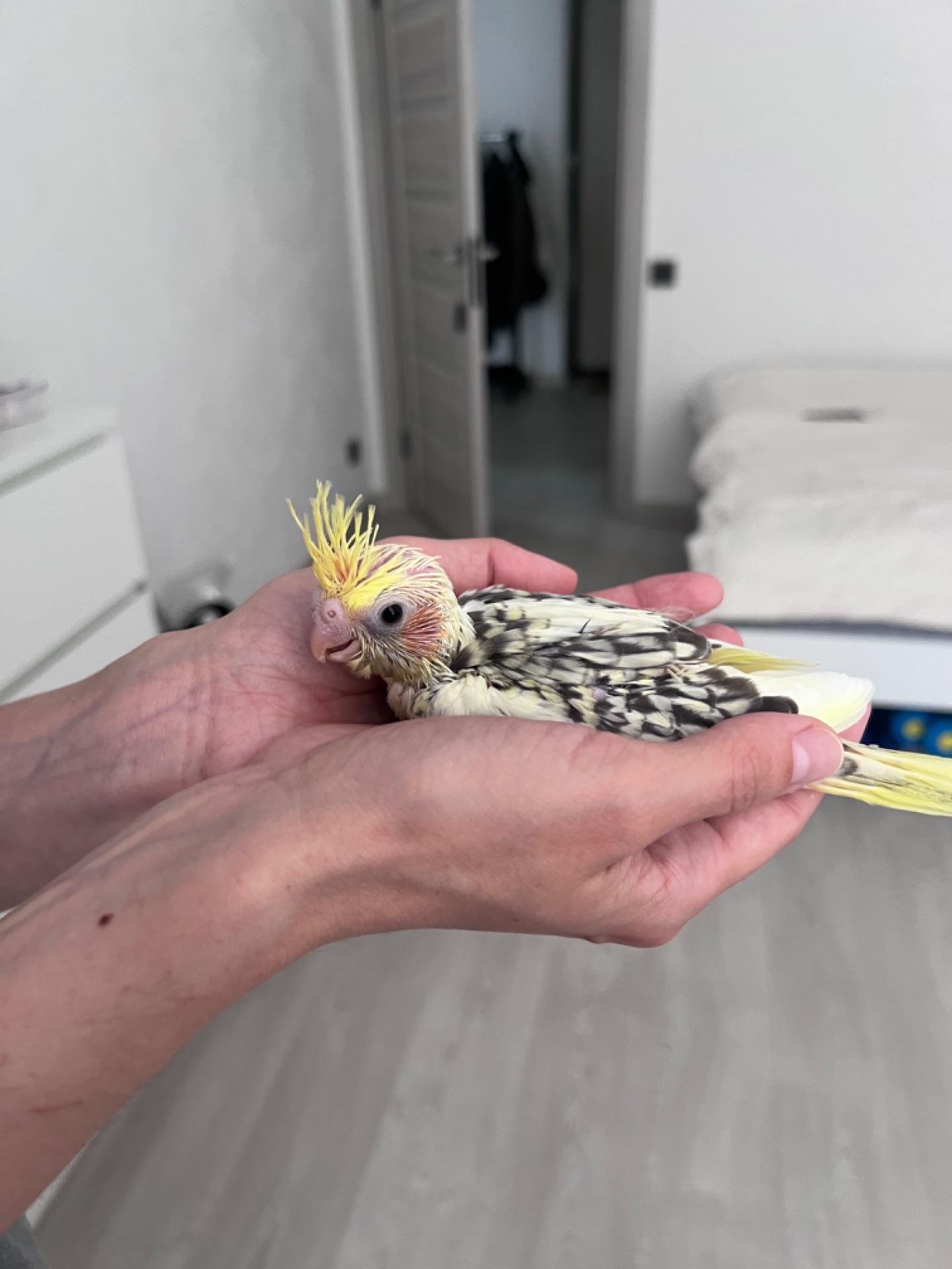 Пташенята Корели