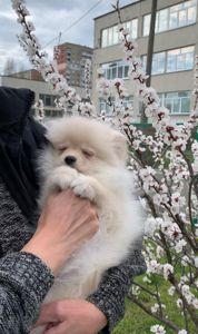 Чудова дівчинка