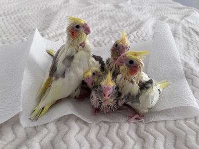 Пташенята Корели