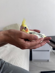 Пташенята Корели