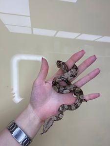 Імператорський удав БОА, Boa constrictor удав, ручна змія для дому, малюк удаву