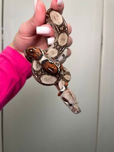 Імператорський удав БОА, Boa constrictor удав, ручна змія для дому, малюк удаву