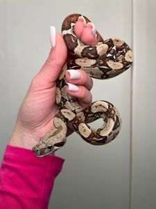 Імператорський удав БОА, Boa constrictor удав, ручна змія для дому, малюк удаву