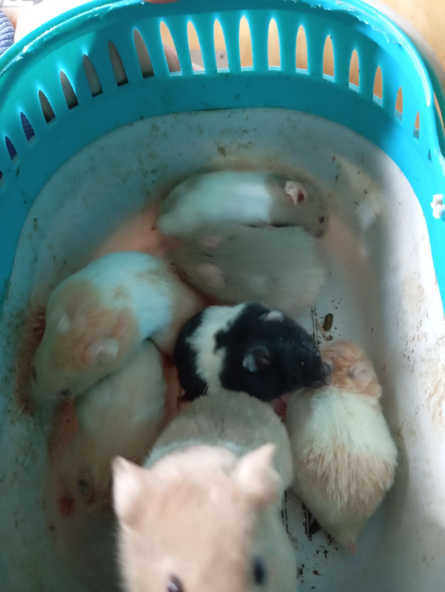 Продам Сирійського хом'яка