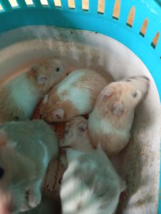 Продам Сирійського хом'яка