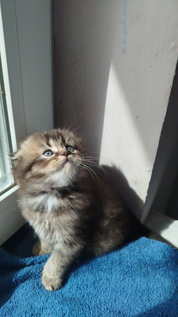 Кошеня хлопчик Scottish fold