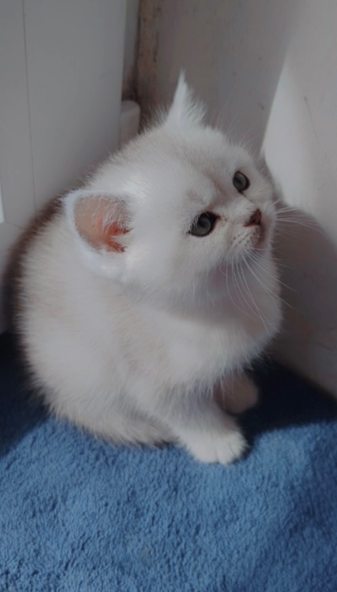 Кошеня дівчинка Scottish Straight
