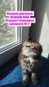 Кошеня дівчинка Scottish fold