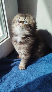 Кошеня хлопчик Scottish fold