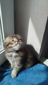 Кошеня хлопчик Scottish fold