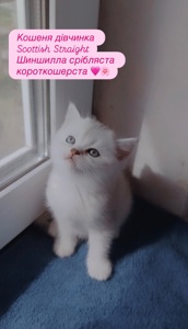 Кошеня дівчинка Scottish Straight