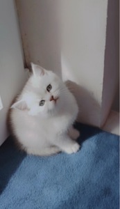 Кошеня дівчинка Scottish Straight