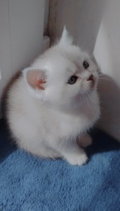 Кошеня дівчинка Scottish Straight