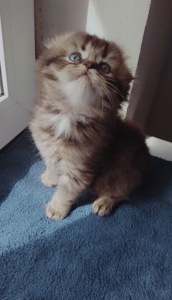 Кошеня хлопчик Scottish fold