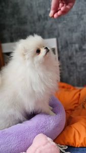 Маленьке пухнасте щастя, шукае родину