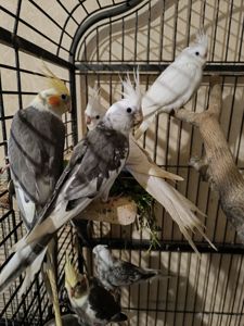 Пташенята корелл 🐦