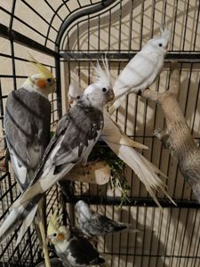 Пташенята корелл 🐦