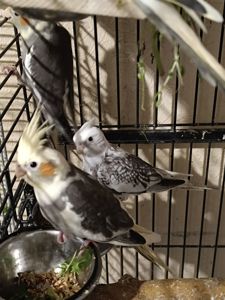 Пташенята корелл 🐦