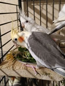 Пташенята корелл 🐦