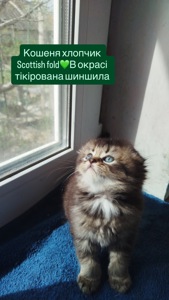 Кошеня хлопчик Scottish fold