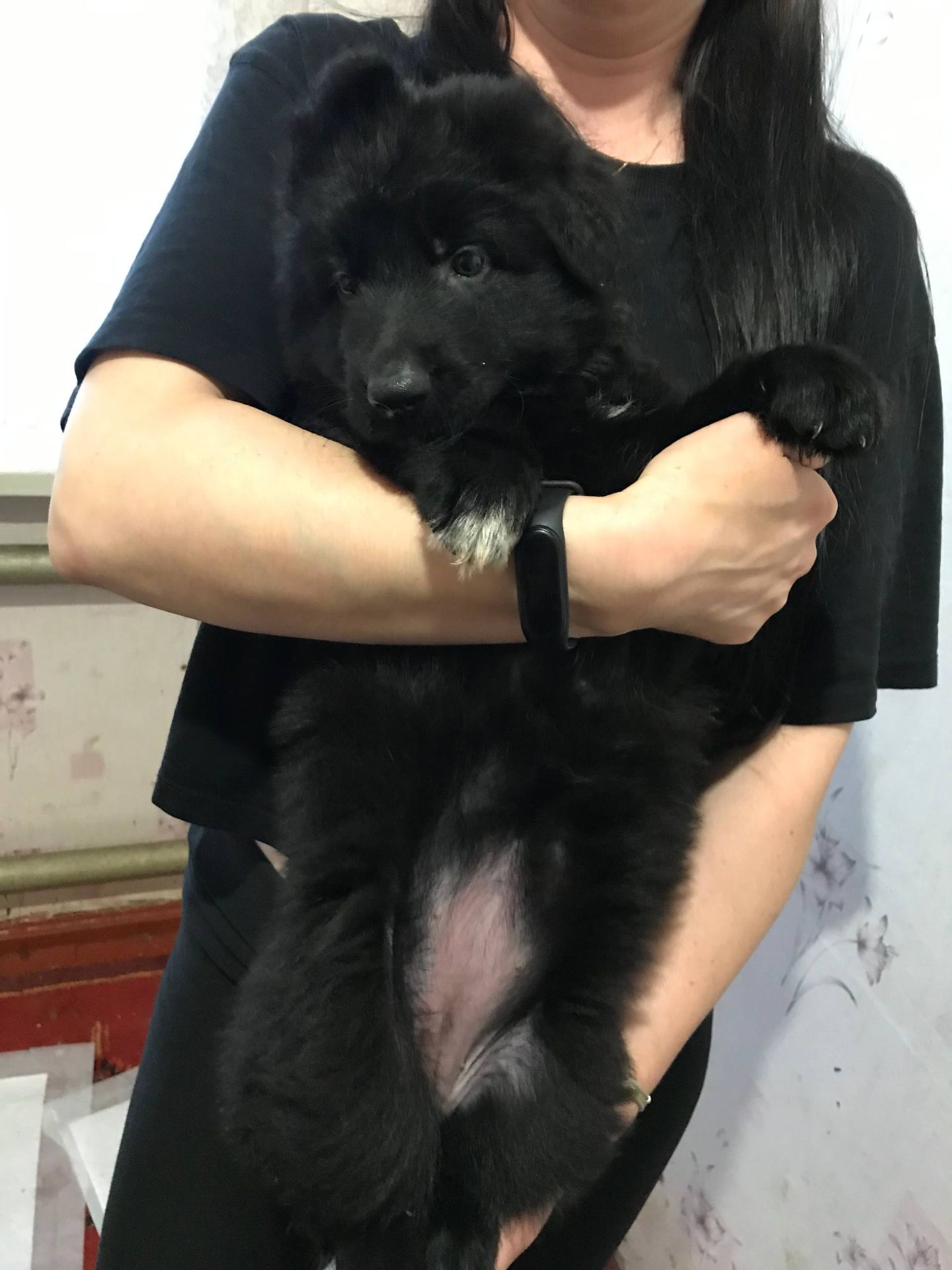 Продаж цуценят німецької вівчарки