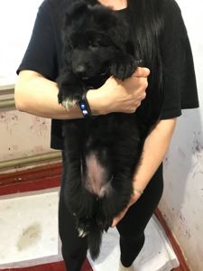 Продаж цуценят німецької вівчарки