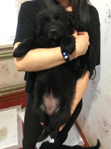 Продаж цуценят німецької вівчарки