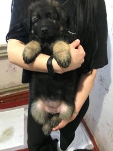 Продаж цуценят німецької вівчарки